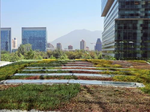 Extensive green roof amidst skyscrapers